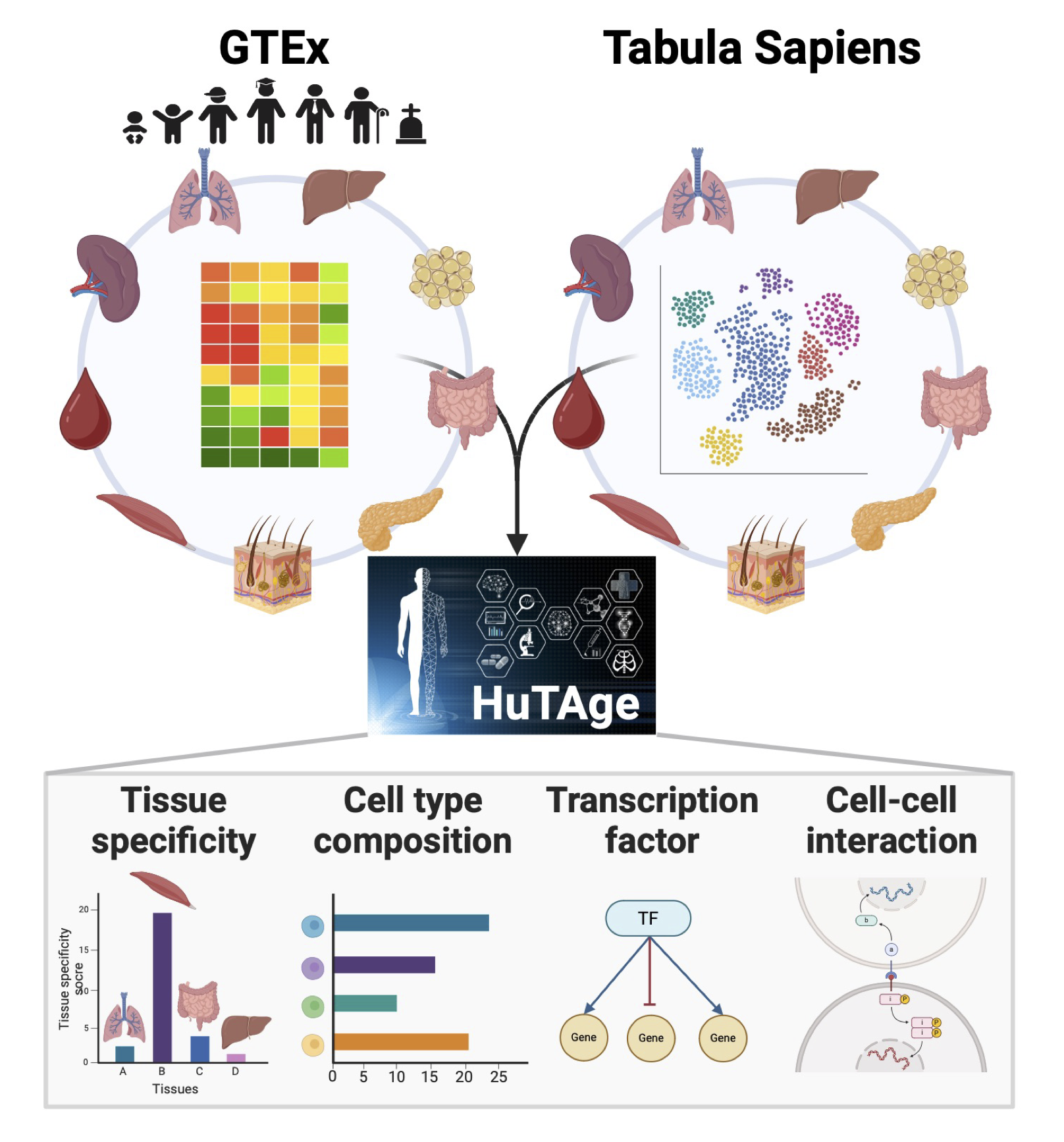 HuTAge Overview